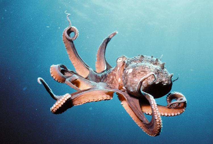 541369 chobotnice-v0