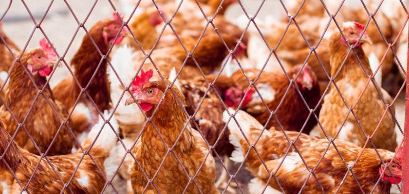 bigstock-hens-in-hen-house-chicken-in-315719863