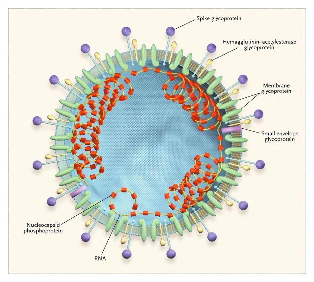 Vaccines-for-Virus-from-Coronaviridae-Family-1