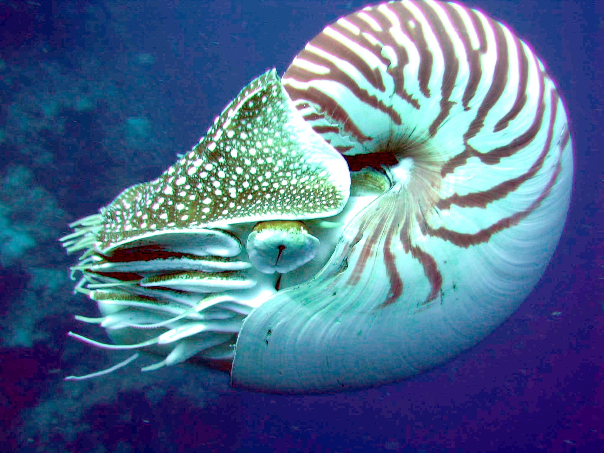 Nautilus side