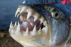 64b08fe8-3b33-4a36-a56f-09db360b339b