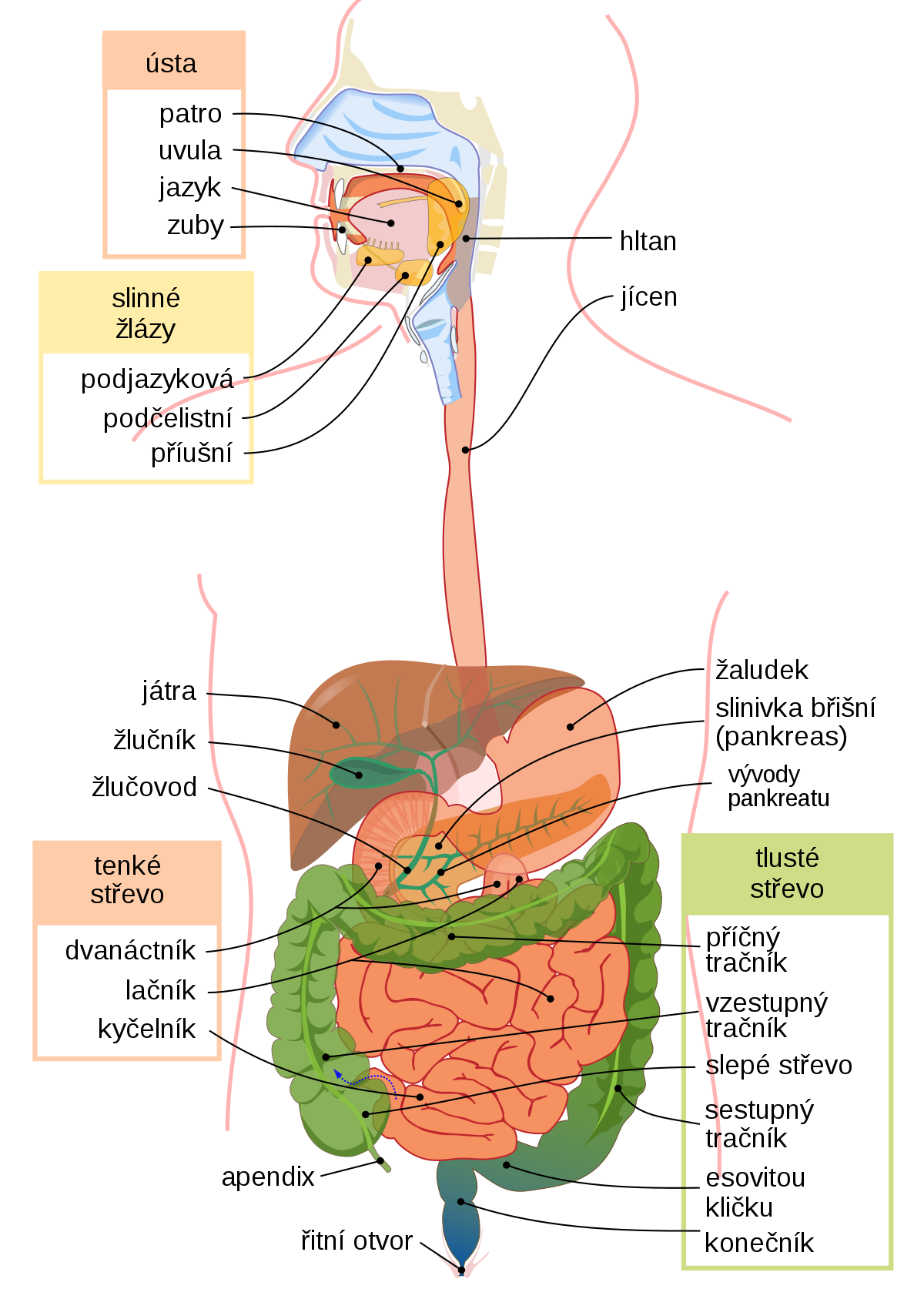 1200px-Digestive system diagram cs.svg