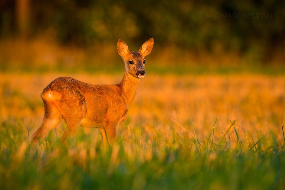 R81020abe38dc3fb47906d720727b743e