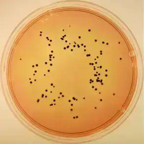 Deoxycholate-Citrate-Agar