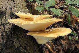 67cead2b-1016-4a06-8d32-f62e3fd6d868