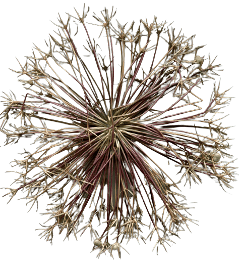 img335-removebg-preview