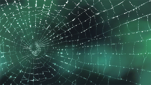 224214335spiderweb-animated-gif-7