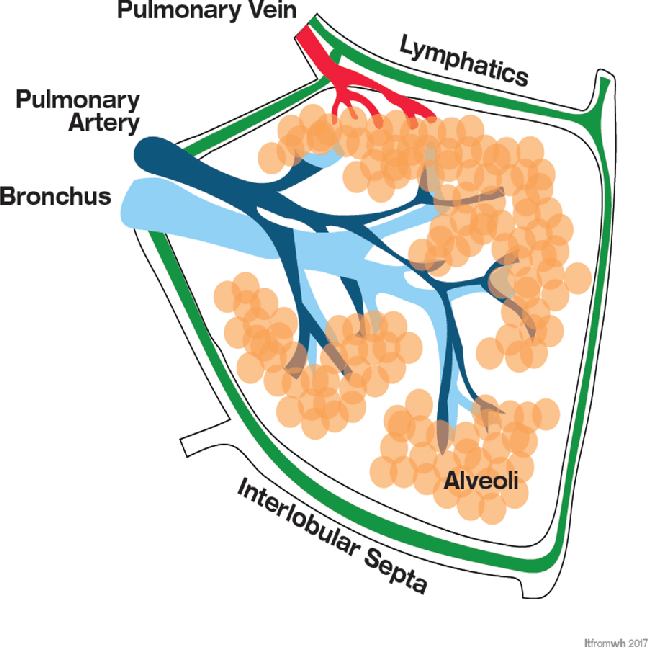 Drawing-of-the-secondary-pulmonary-lobule-of-the-lung-The-interlobular-septa-runs-along