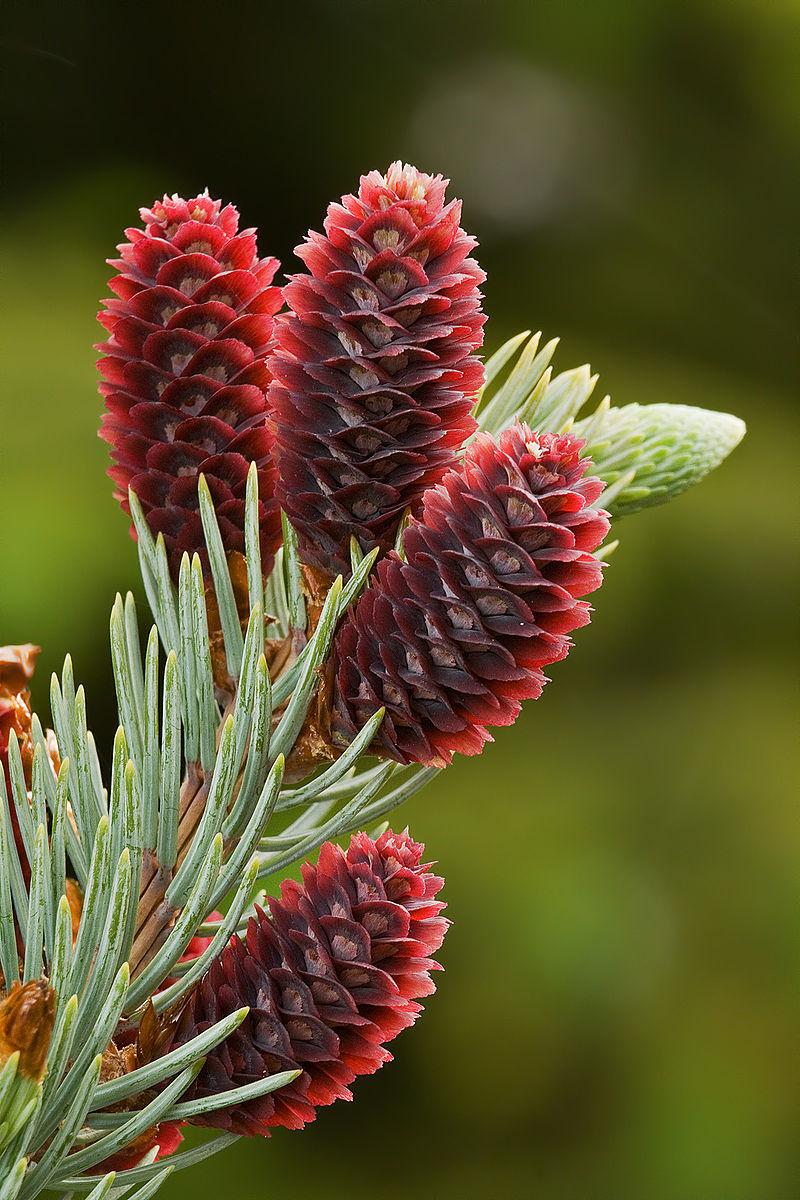 800px-Picea Pungens Young Cones