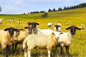 6a775257-dd6f-4527-bb71-c4da3b5f590e