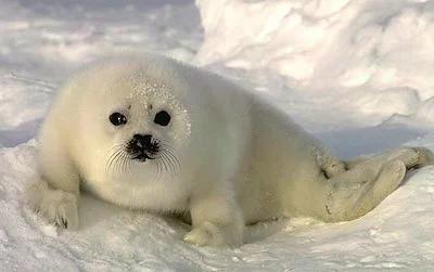 tulen-gronsky uzi52an-500-500