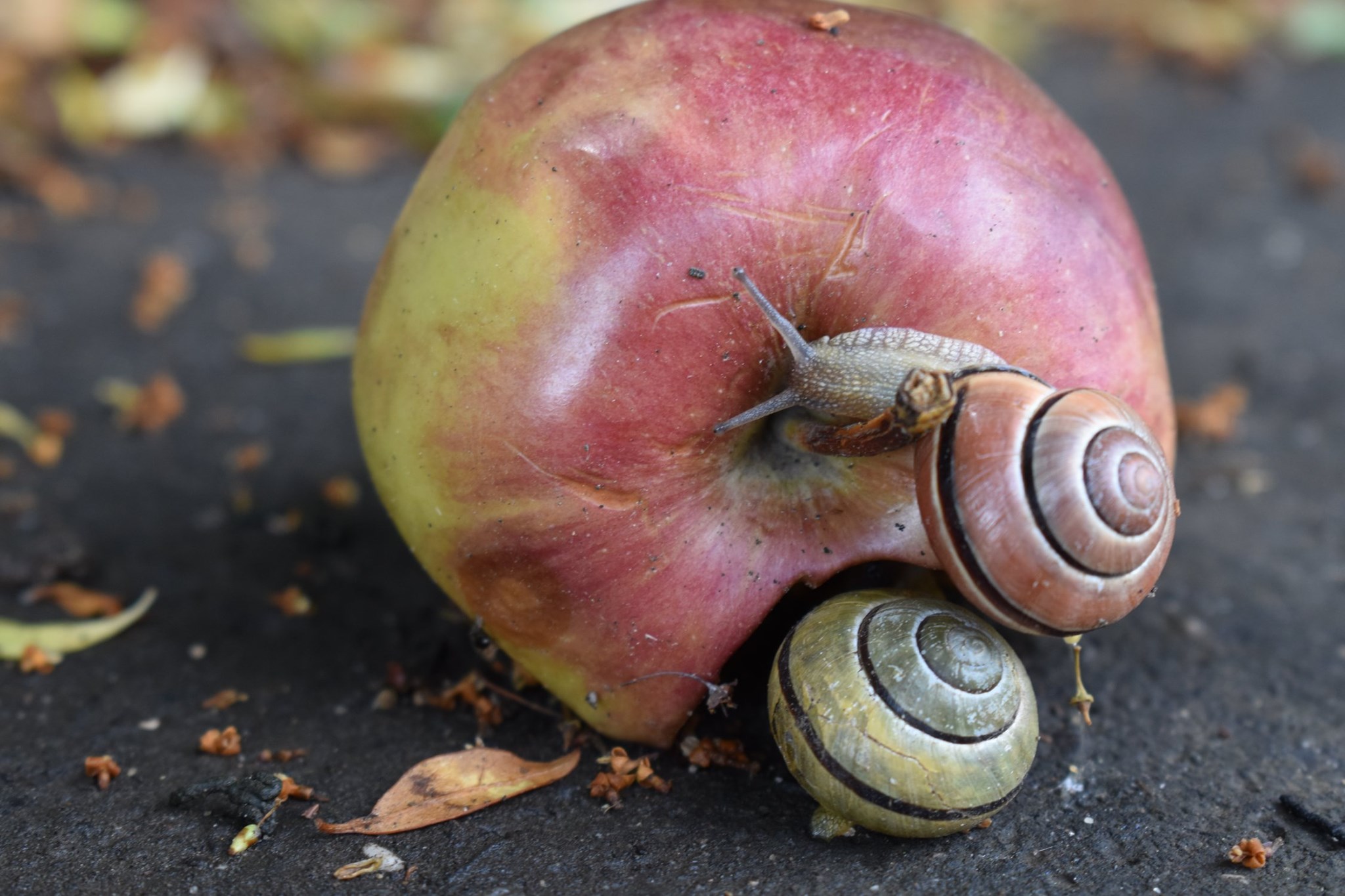 66817313 2647564978588018 5367023233667170304 n