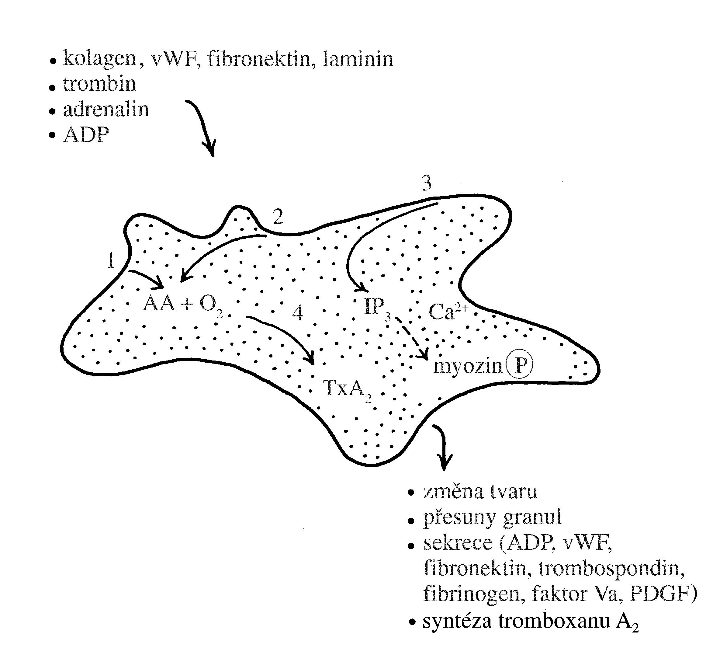 2021 Patologicka fyzio 1 Page 093 Image 0001