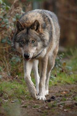 vlk zepredu v lete na vysku