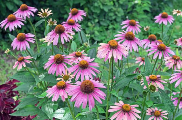 istockphoto-1331229335-612x612