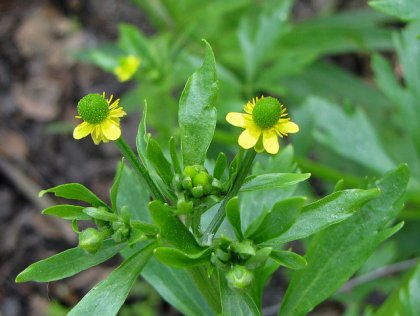 11048-pryskyrnik-lity