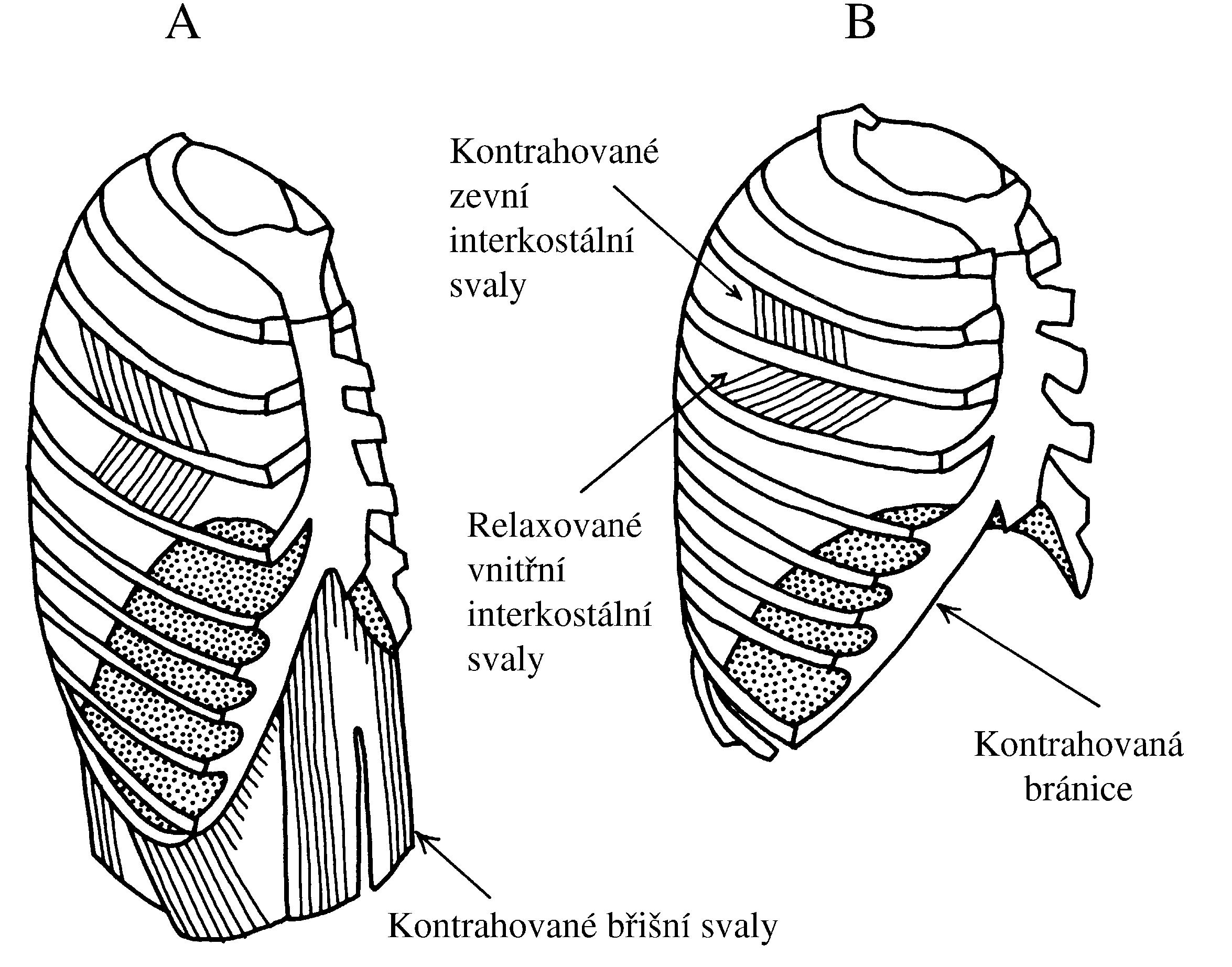 2021 Patologicka fyzio 1 Page 301 Image 0001