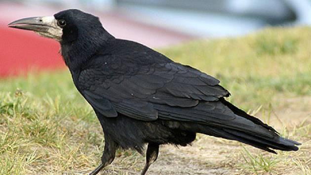 01 havran polni denik-630-16x9