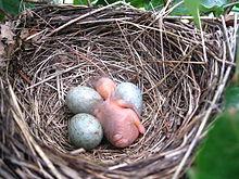 220px-Kos %C4%8Dern%C3%BD - st%C3%A1%C5%99%C3%AD 12 hodin