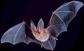 270px-Big-eared-townsend-fledermaus