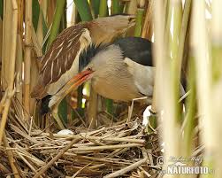 72e06b60-499e-46d0-998f-1651345e8058