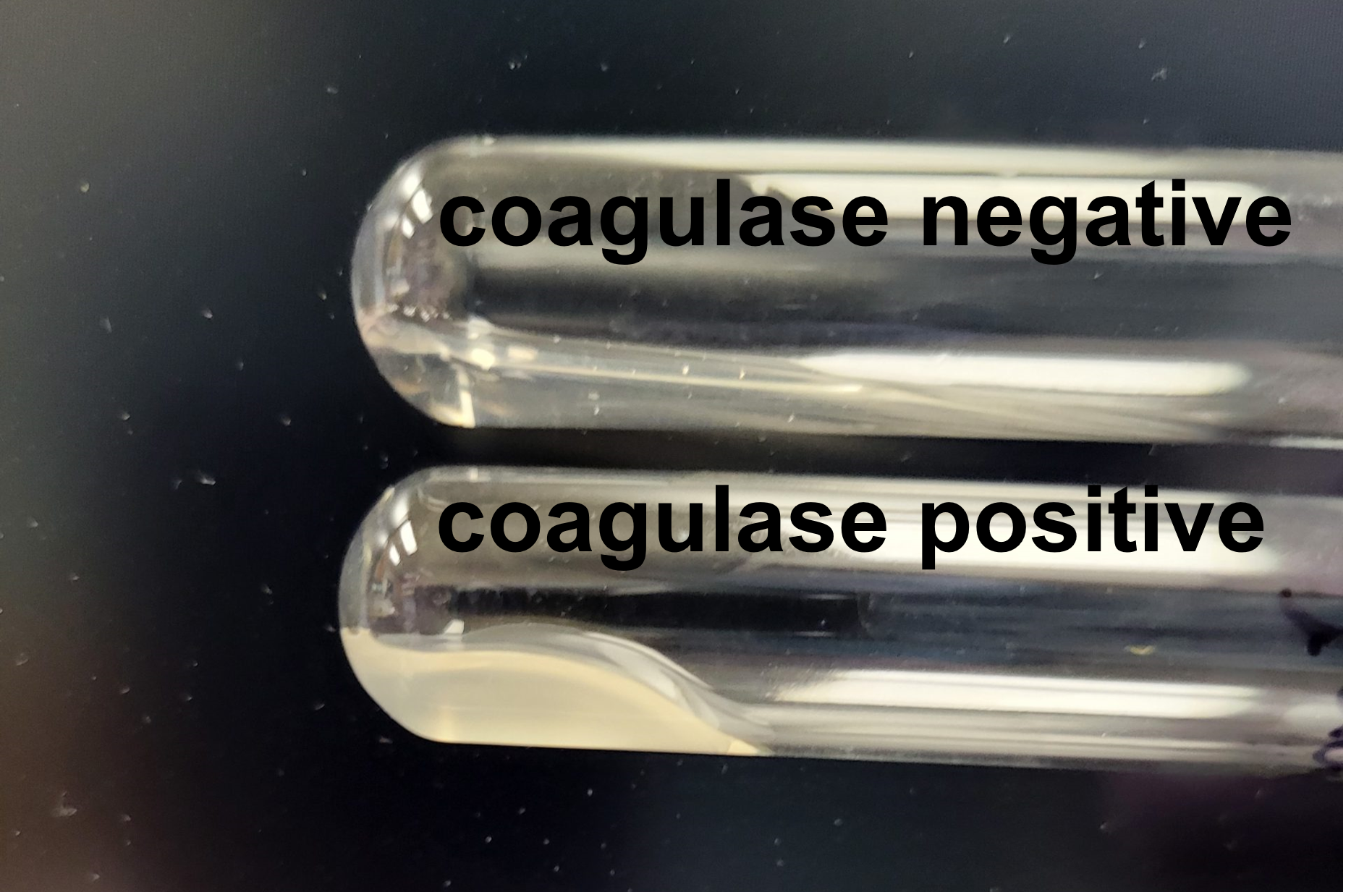 coagulase positive negative tube
