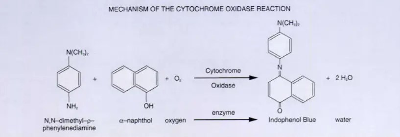 Mechanism-of-the-Cytochrome-Oxidase-Reaction