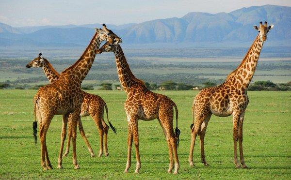 zirafa-pribudla-na-zoznam-ohrozenych-druhov-na-svete-ich-je-menej-ako-100-000~b39b31c0b68e7a65a062