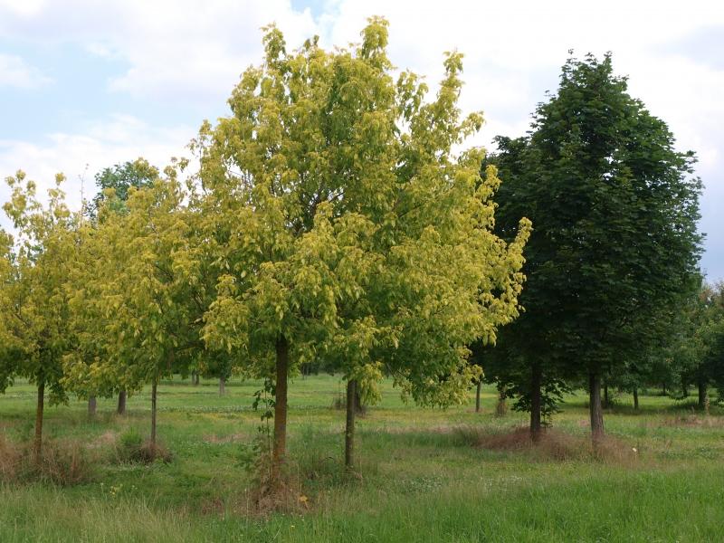 acer-negundo-odessanum1