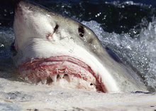 220px-White shark %28Carcharodon carcharias%29 scavenging on whale carcass - journal.pone.0060797.g004-A