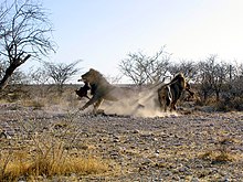 Lions Etosha NP Fight for Prey