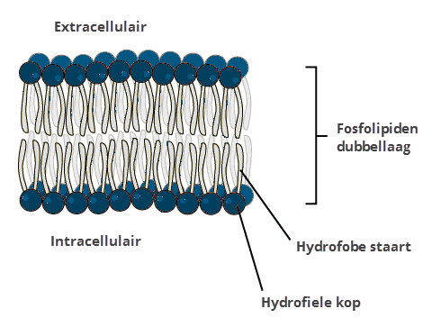 fosfolipiden%20dubbellaag