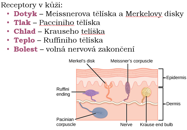 Kde jsou uloženy receptory bolesti?