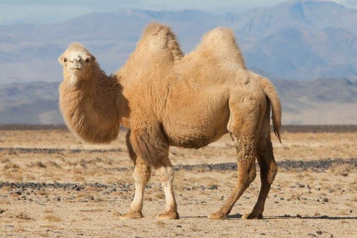 Kral pousti %E2%80%93 Velbloud dvouhrby 1-e1620156590206