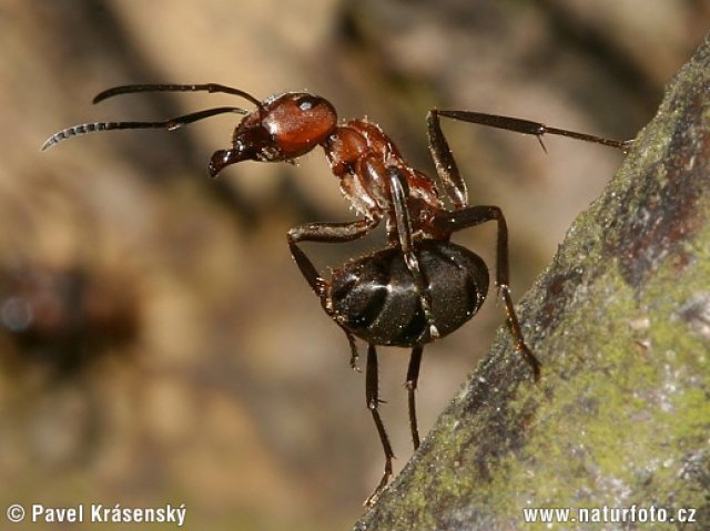 mravenec-lesni-0130-foto-640x479