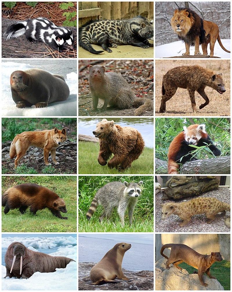 800px-Carnivora Diversity