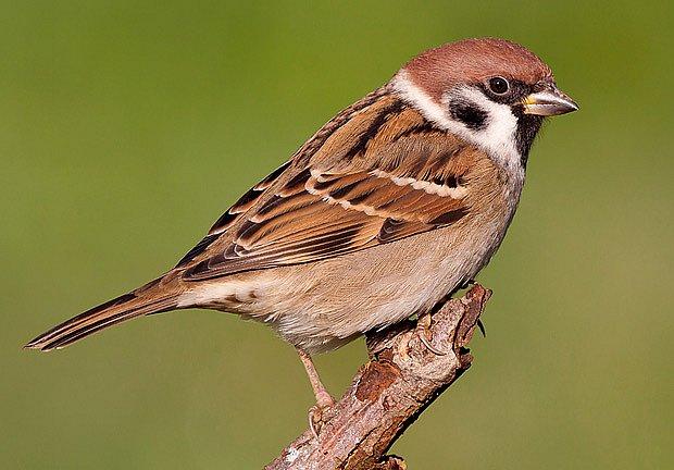 vrabec-polni 117998194-jpg denik-630