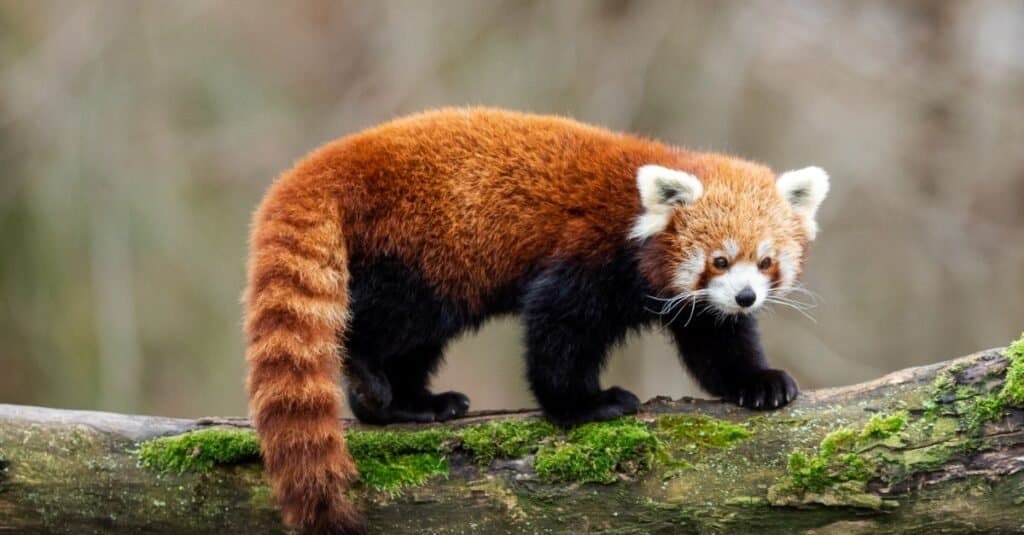 Red-Animals-Red-Panda-1024x535