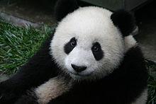 220px-Giant Panda 2