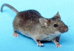 258px-House mouse