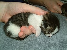 Kitten-kasimir-in-hand