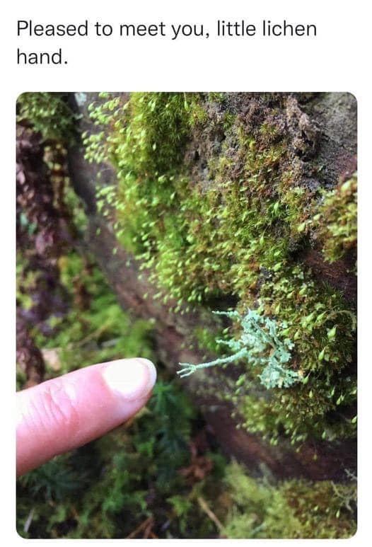 lichen hand