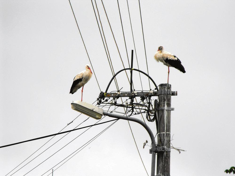 605915 cap-hnizdo-elektricke-draty-eletrika-eletricke-vedeni-v0