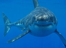 220px-Great white shark south africa
