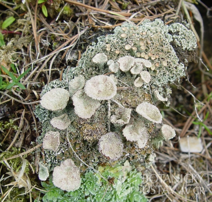dutohlavka-poharkata-cladonia-pyxidata