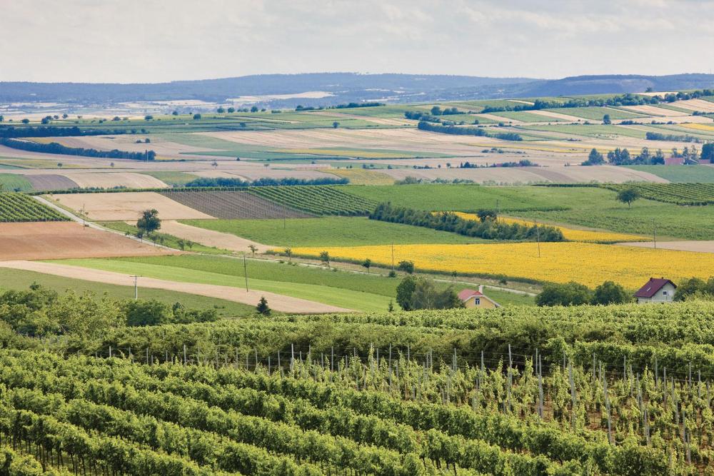 Vineyard-fields-crops-Moravia-Czech-Republic