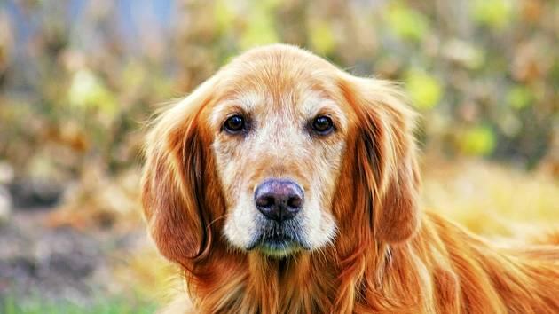 pes-385889032 irecept-630-16x9