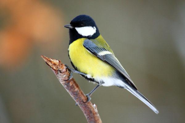 sykor2-konadra-foto-Tomas-Rynes-600x400