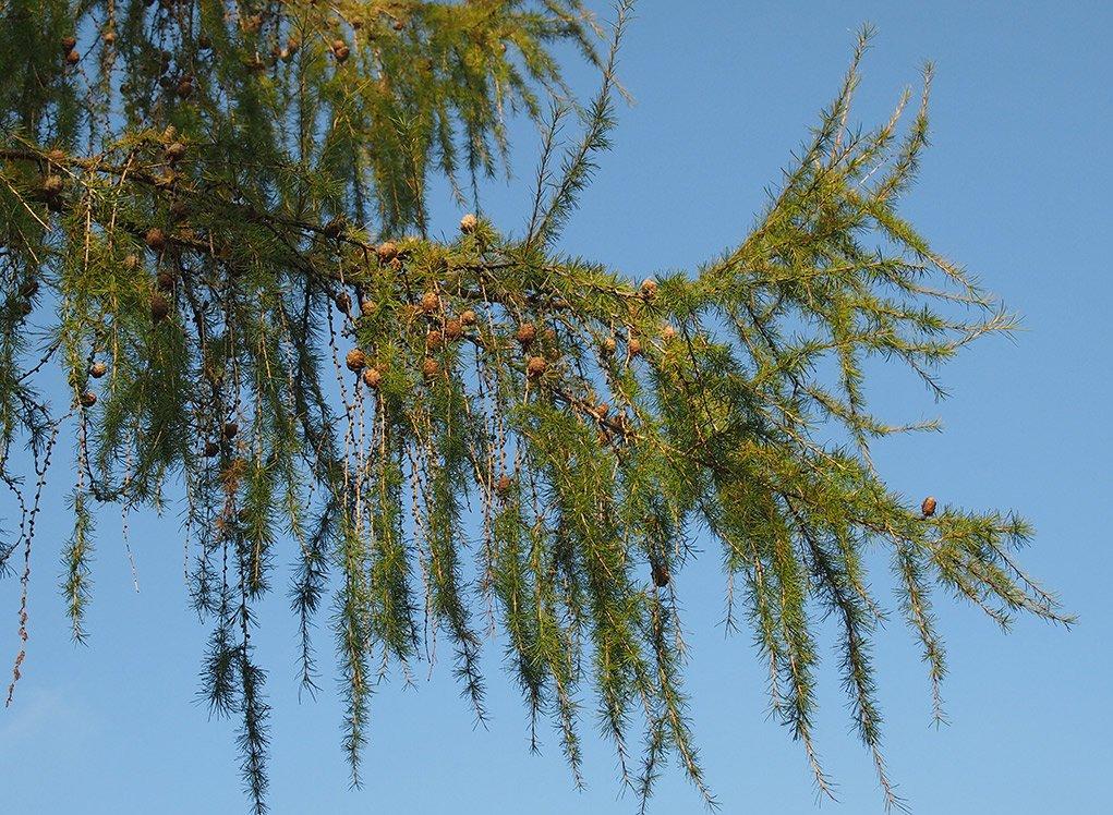 47007-modrin-vetev-a-sisky