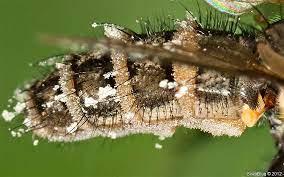 8b031cf1-478c-4d21-b7b5-9379d45cb545